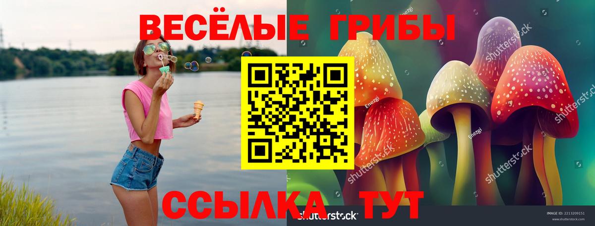 Псилоцибиновые грибы Psilocybe Дмитров